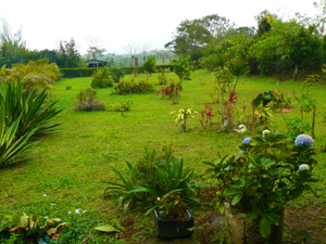 There are many ornamentals as well as some fruit trees on the property.